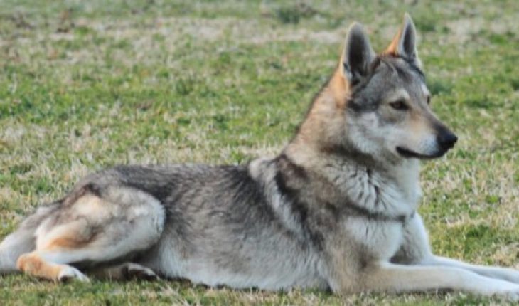 Notizia shock: Cane ucciso a bastonate e poi dato alle fiamme